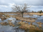 Engbertsdijksvenen